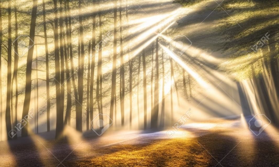 Zauberwald in der Morgensonne Strahlen hellen Strahlen des Sonnenlichts auf der Forststraße schräg Sonnenlicht durch Bäume im Wald Morgensonne durch die Zweige auf der Landstraße