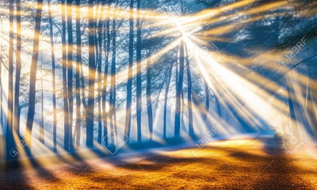 Bosque mágico de los rayos rayos de la mañana la luz del sol brillante de la luz solar en el camino del bosque inclinada la luz solar a través de los árboles en el sol de la mañana de madera brilla a través de las ramas en el camino rural