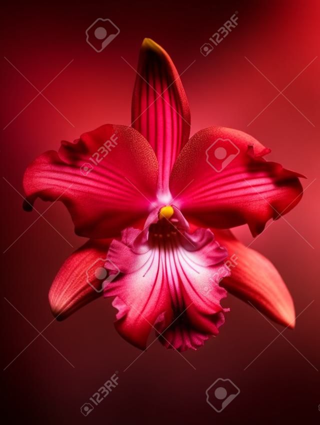 PiÄ™kny czerwony kwiat orchidei izolowana na czarnym tle