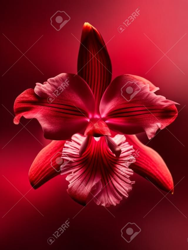 A beautiful red orchid flower isolated on a black background 