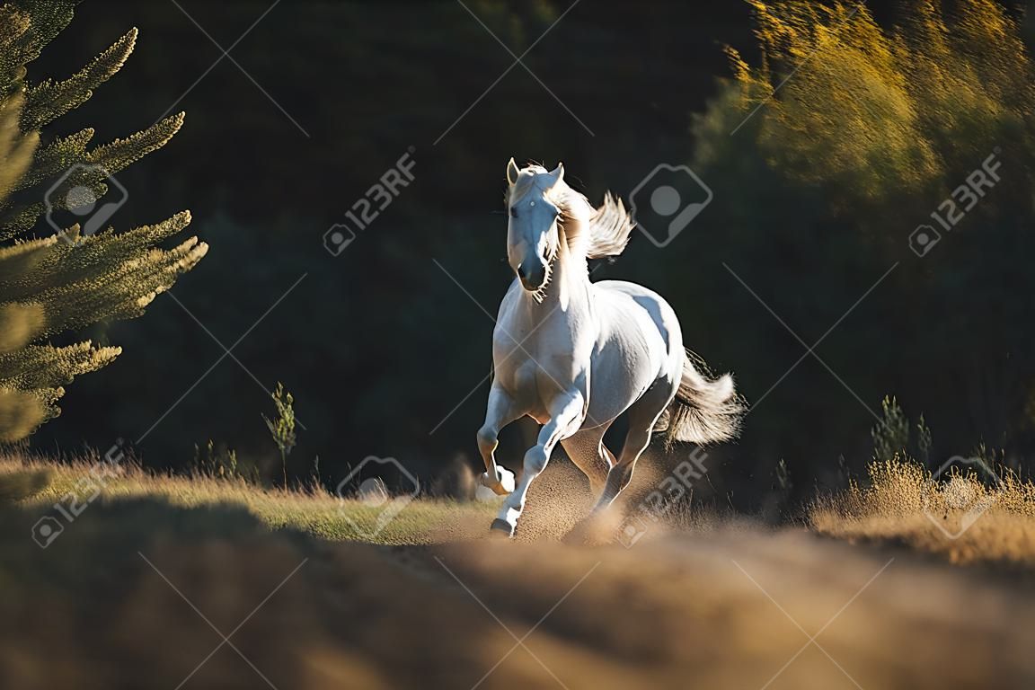 White horse galloping in field on sunny day, created using generative ai technology