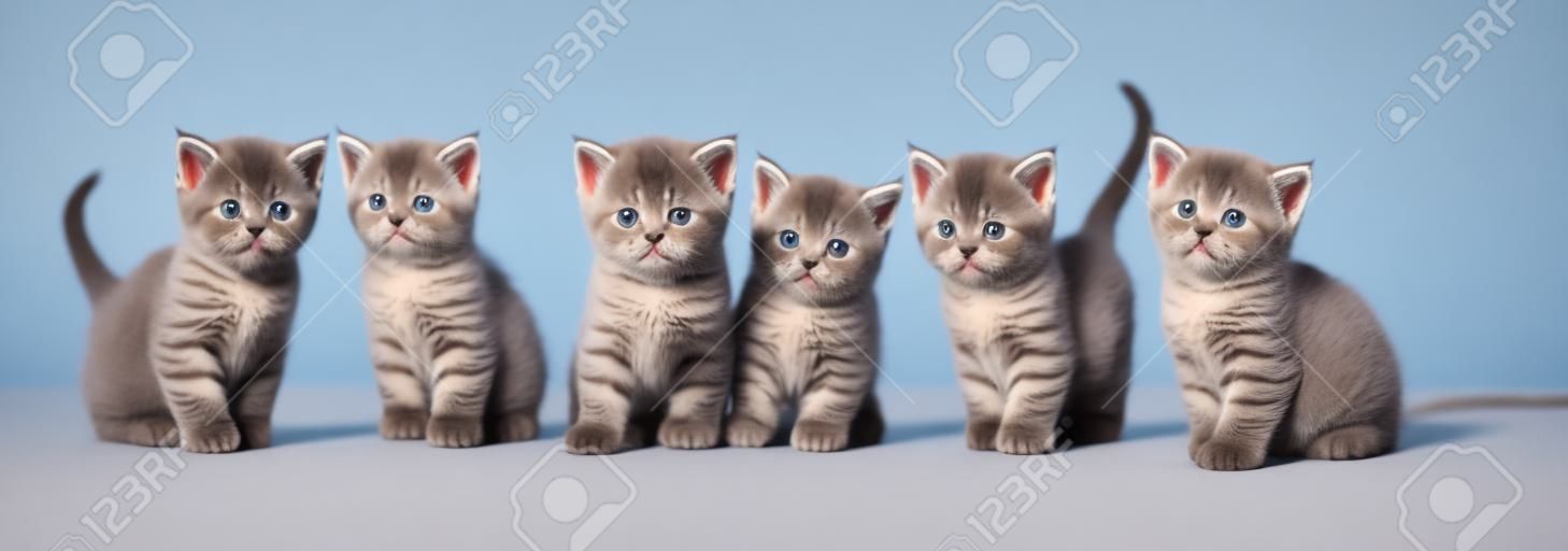 밝은 배경에 있는 영국 쇼트헤어 새끼 고양이. 파노라마 이미지