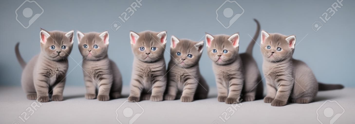밝은 배경에 있는 영국 쇼트헤어 새끼 고양이. 파노라마 이미지