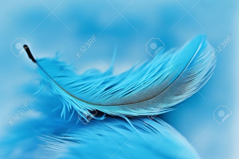 羽毛。鳥的羽毛藍色色調的圖像