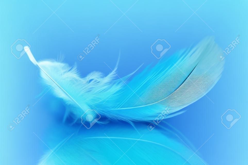 羽毛。鳥的羽毛藍色色調的圖像