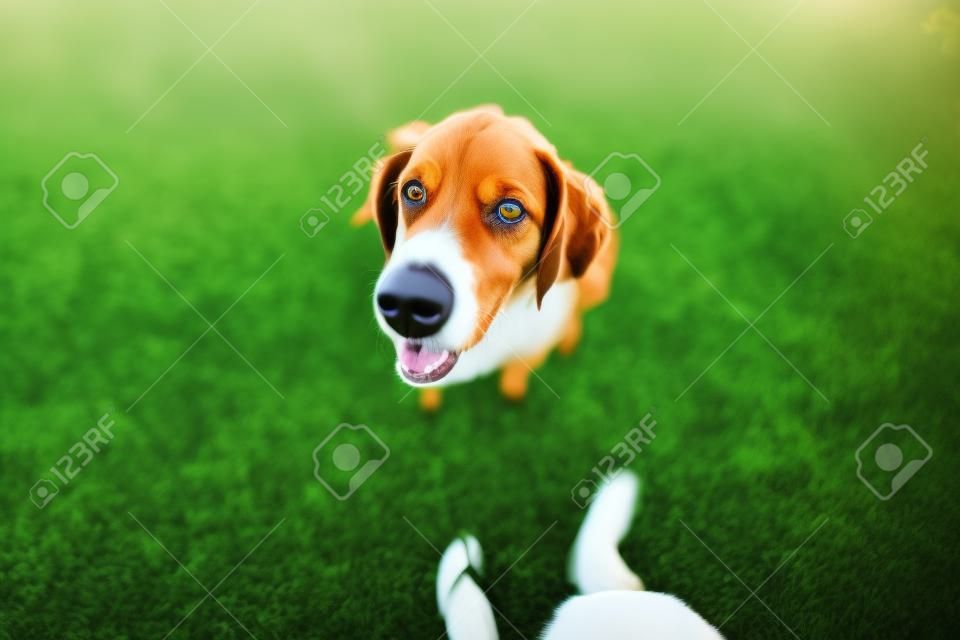 Nice hunting dog looking at you on green grass background