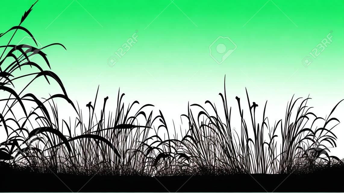 vector illustration of grass silhouette background 