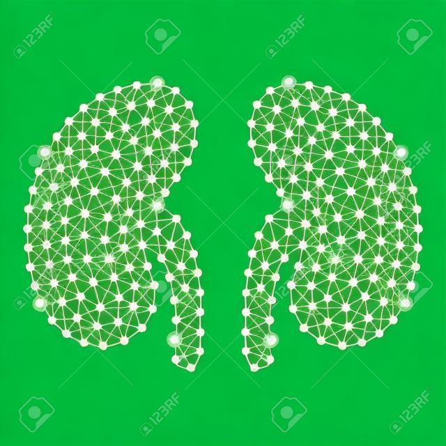 Menselijke nieren geïsoleerd op een groene achtergrond. Vector illustratie.Nefhrologie. Creative Medical Concept