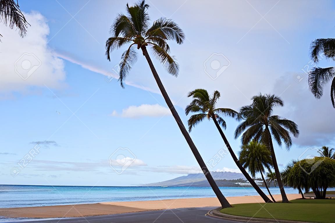 A morning rainbom over the palm trees and sand on Oahu s Waikiki Beach  Hawaii