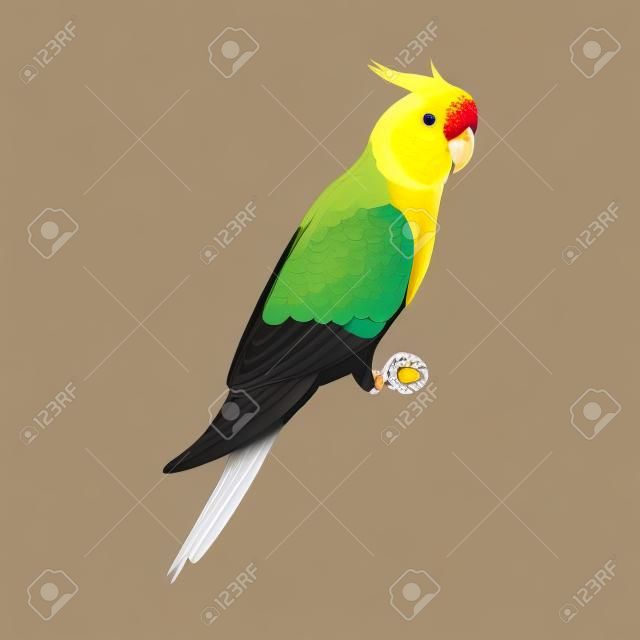 Vector Lutino Cockatiel, Cockatoo Parrot