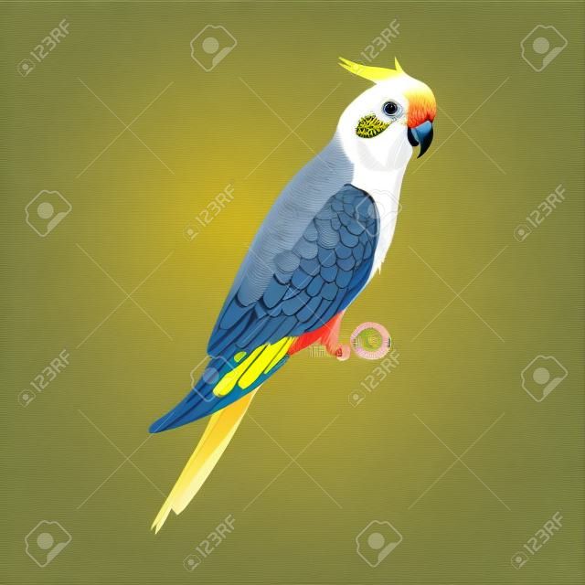 Vector Lutino Cockatiel, Cockatoo Parrot