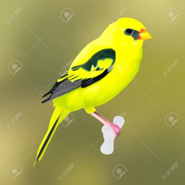 Vector Domestic Canary on its Perch