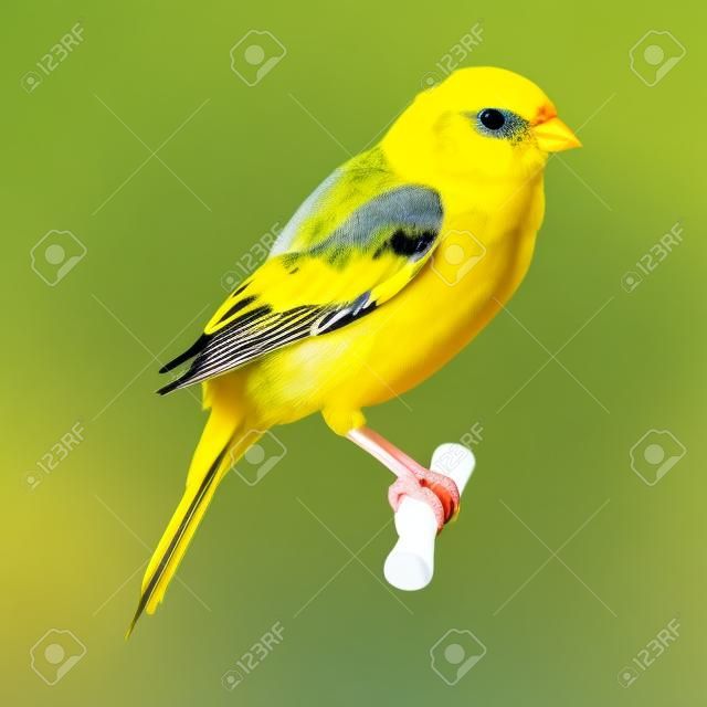 Vector Domestic Canary on its Perch