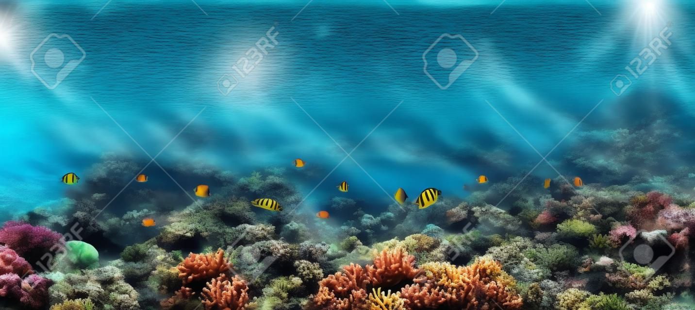 Wunderschöner Unterwasser-Panoramablick mit tropischen Fischen und Korallenriffen