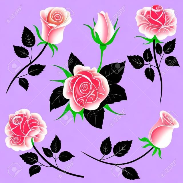 Silueta de flores de Rosa aisladas sobre fondo blanco. Ilustración vectorial