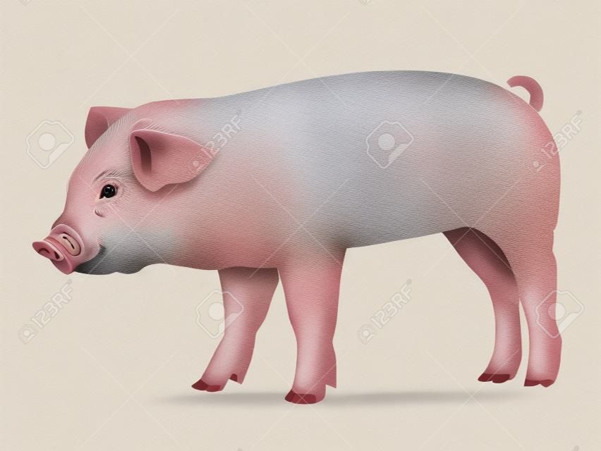 현실적인 돼지 그림