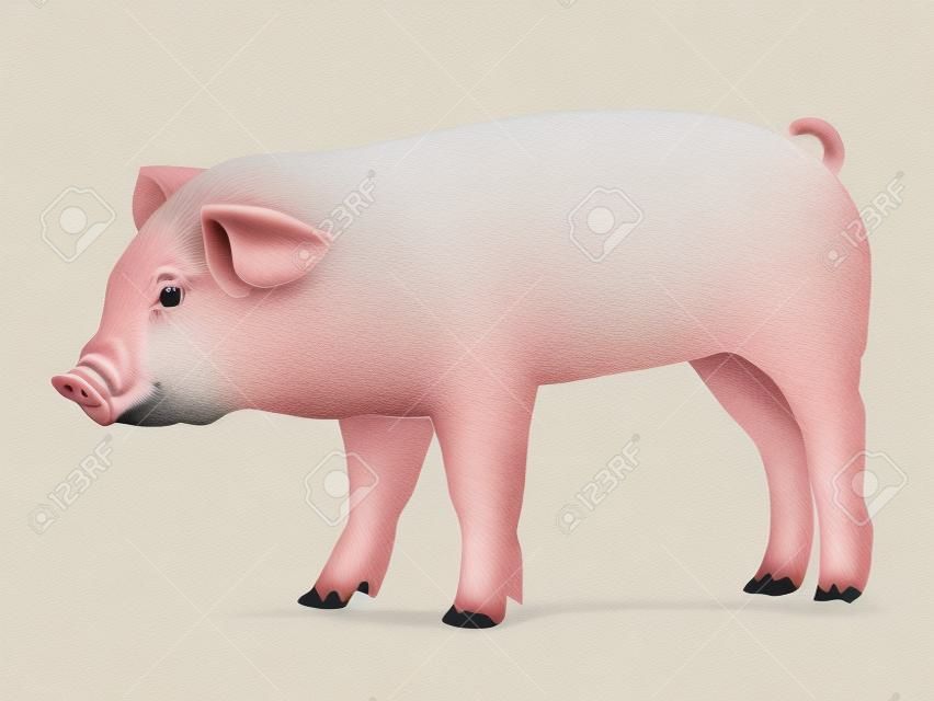 Realistic pig illustration