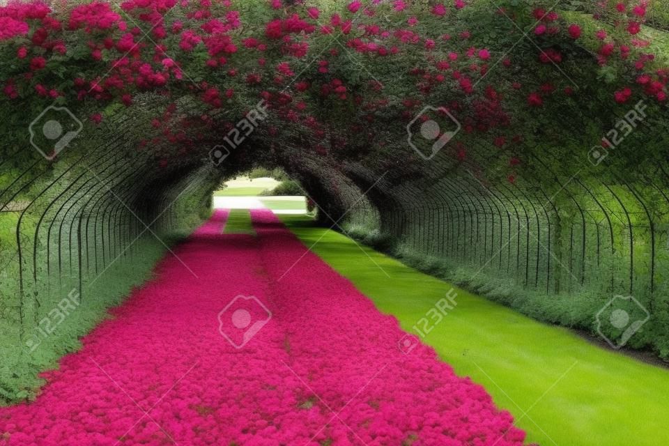 Uma rose arbor cria um túnel no Point Defiance Park em Tacoma, Washington.