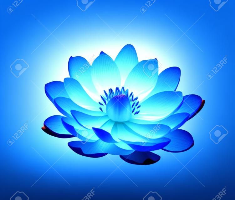 Blossoming beautiful blue waterlily or lotus flower isolated.
