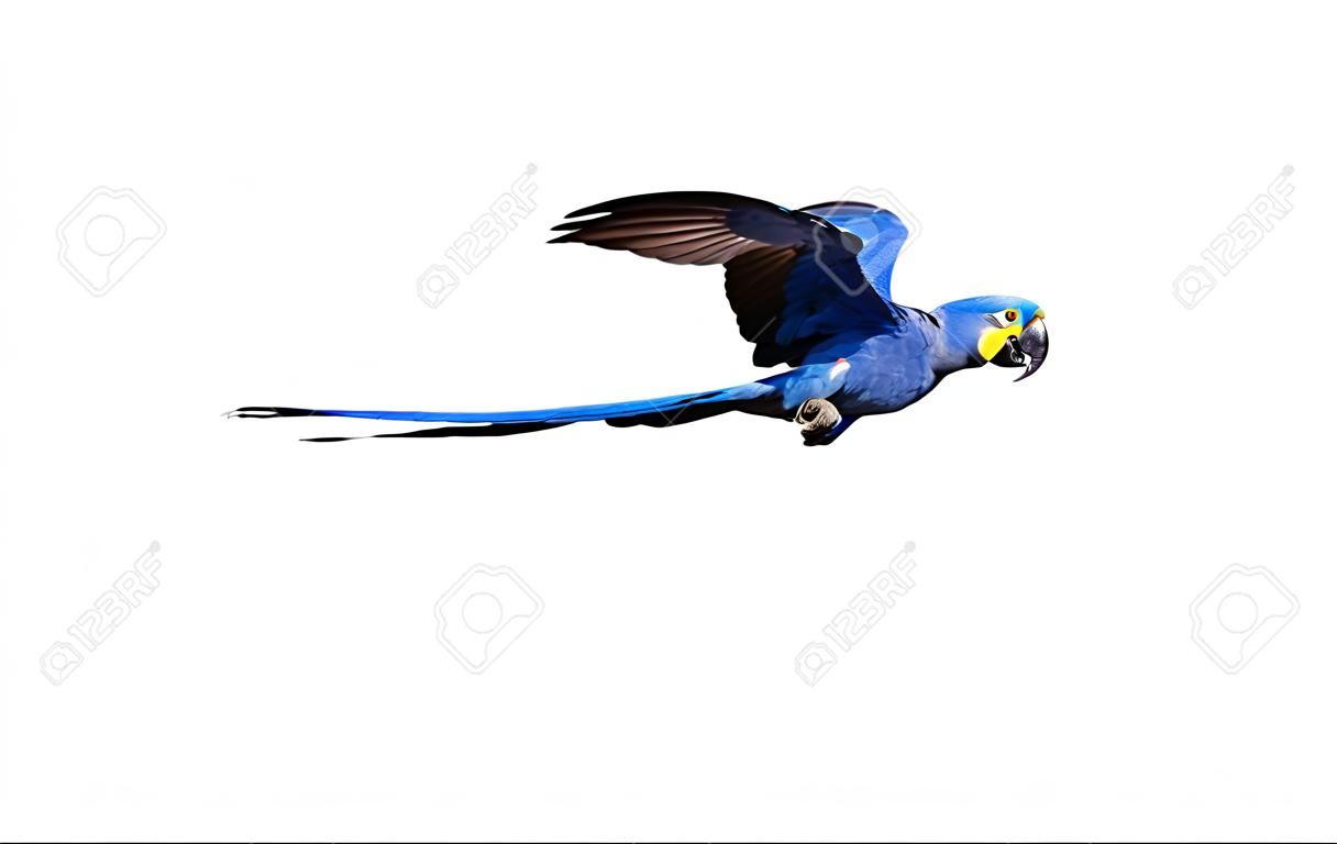 Hyacinth macaw in flight on isolated white background.