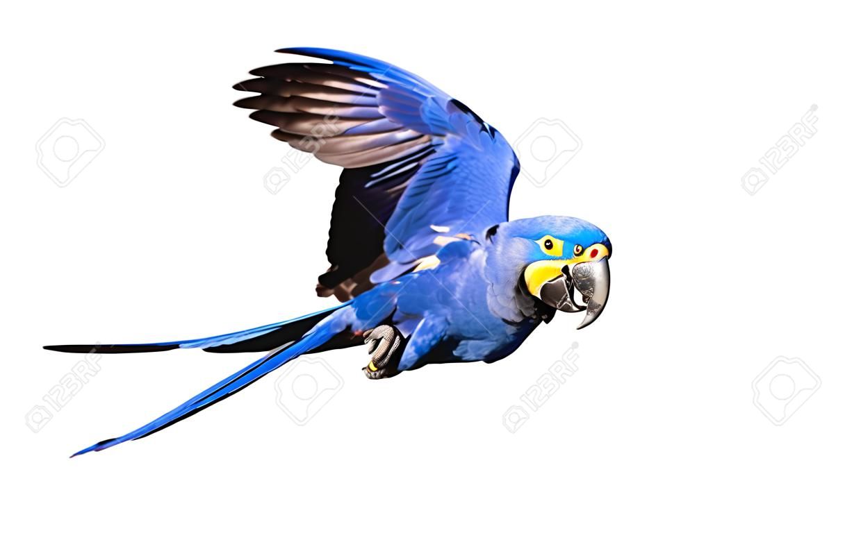 Hyacinth macaw in flight on isolated white background.