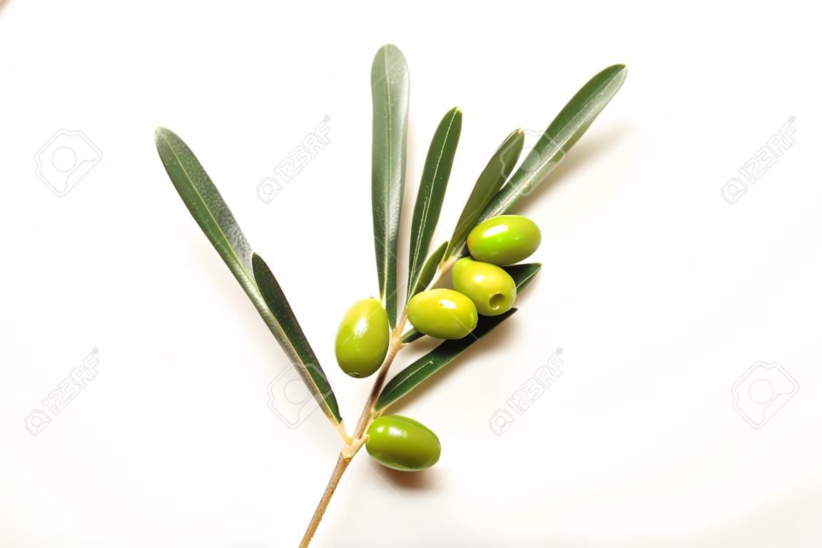 Kleine grüne Oliven auf einem Zweig auf weißen Hintergrund