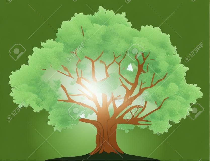 Vector illustration of old green oak tree