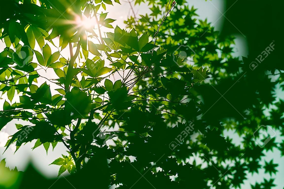 Zonnestraal door groen blad met len flare stijl