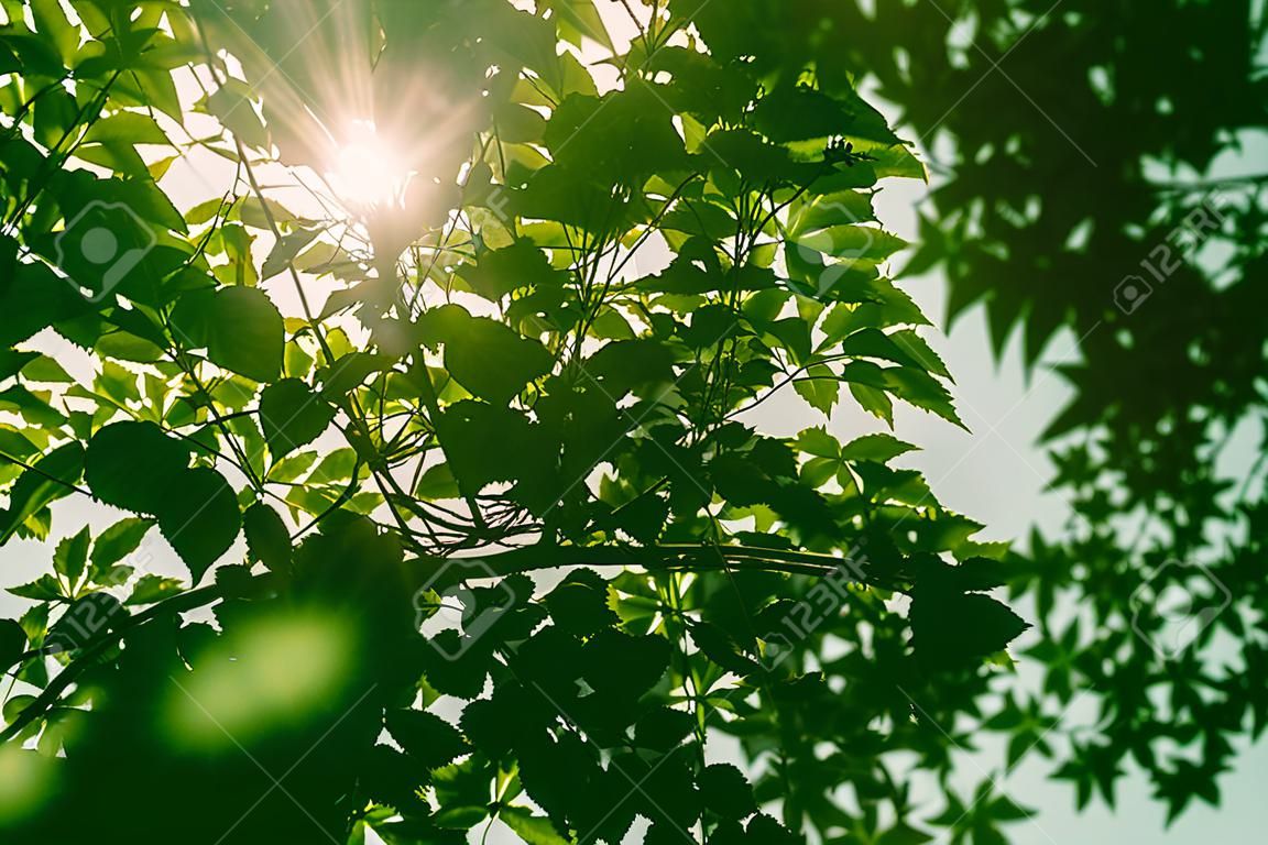 Луч солнца через зеленый лист с лена стиле вспышки
