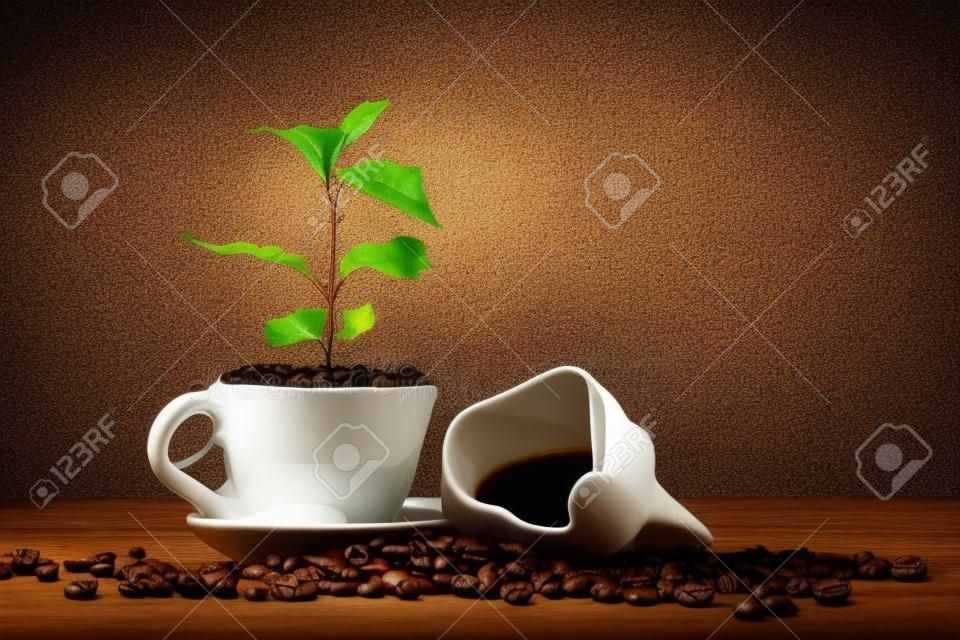A árvore de café cresce a partir de uma xícara de grãos de café.