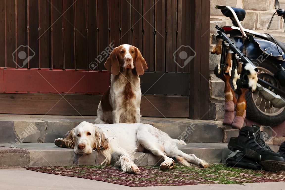 Gun dog near to shot-gun and trophies, horizontal, outdoors