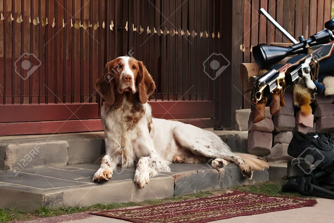 銃ショット銃とトロフィー、水平に近い犬の屋外