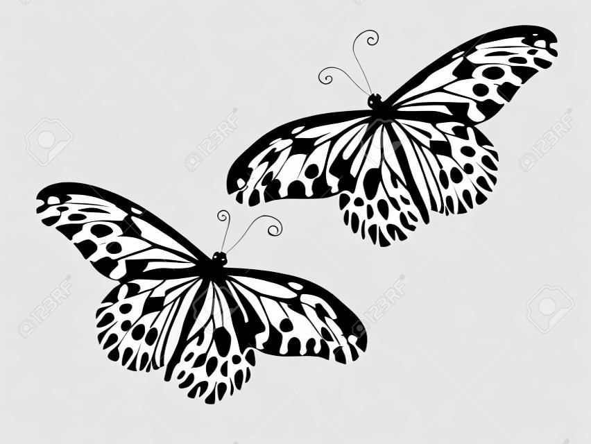 Mariposas con manchas negro