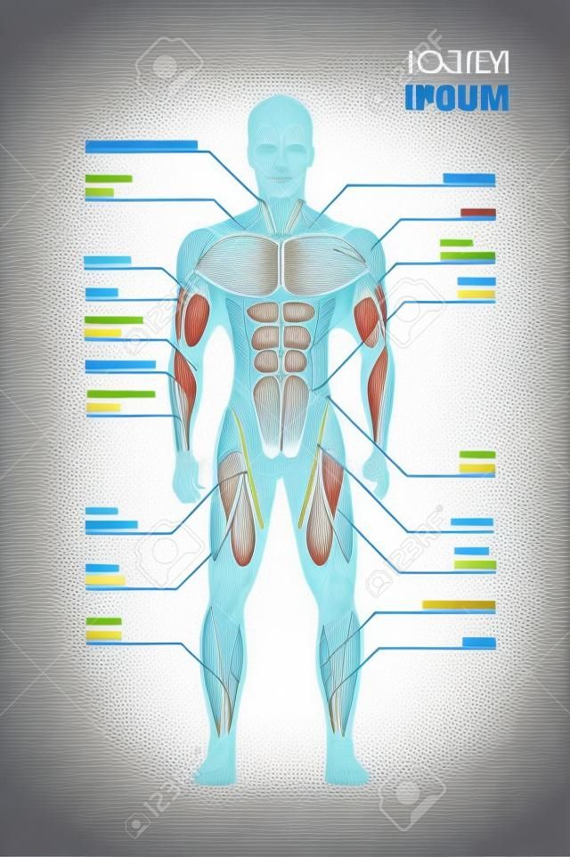maschio sistema muscolare scheda struttura del corpo umano mappa muscolare a piena lunghezza verticale spazio copia illustrazione vettoriale