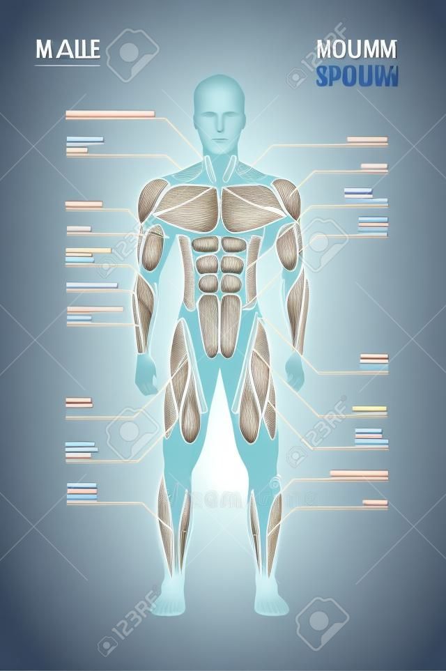 maschio sistema muscolare scheda struttura del corpo umano mappa muscolare a piena lunghezza verticale spazio copia illustrazione vettoriale