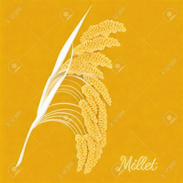 Yellow millet isolated on white. Realistic vector illustration of cereal
