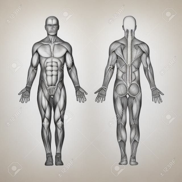 人体解剖学。手描きの人体の解剖学。男性の体の筋肉系のスケッチ図。セットの一部。