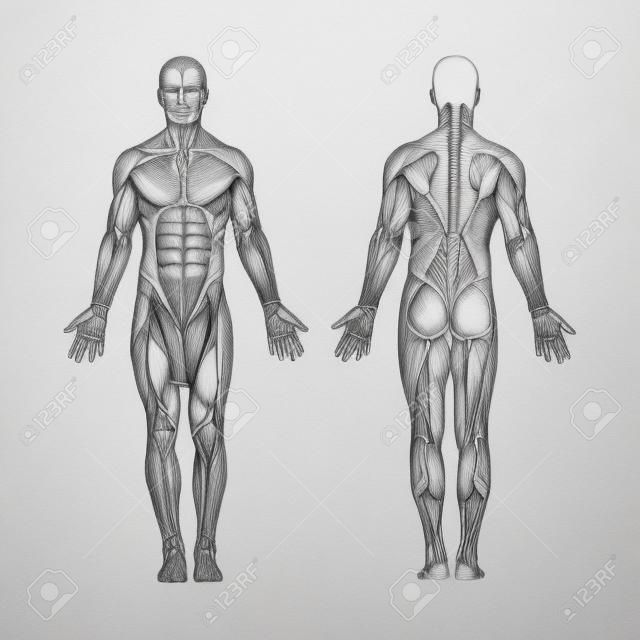 인체 해부학. 손으로 그린 인체 해부학. 남성의 몸 근육 시스템 스케치 드로잉입니다. 세트의 일부입니다.