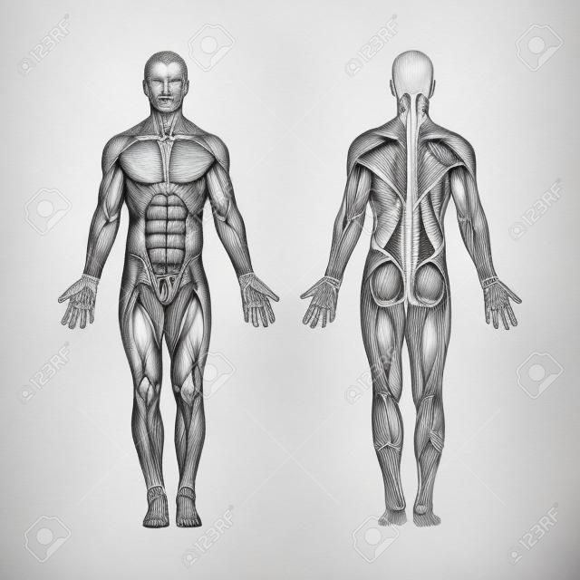 Human anatomy. Hand drawn human body anatomy. Male body muscular system sketch drawing. Part of set.