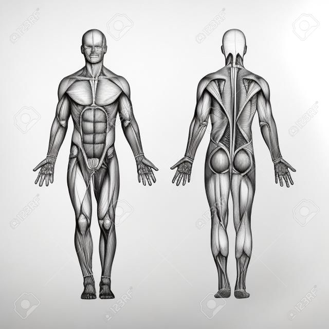 Anatomia umana. Anatomia del corpo umano disegnata a mano. Disegno di schizzo del sistema muscolare del corpo maschile. Parte del set.