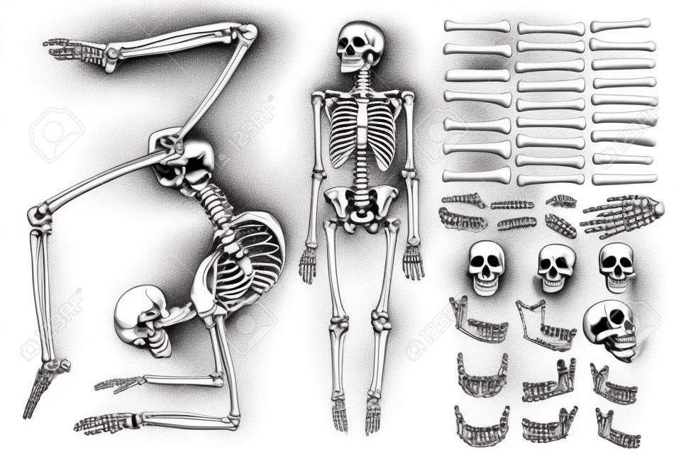 Human anatomy drawing monochrome set with skeletons and single bones isolated on white background. Character creation set with moving arms, legs, jaw on skull and fingers on wrist Vector illustration.