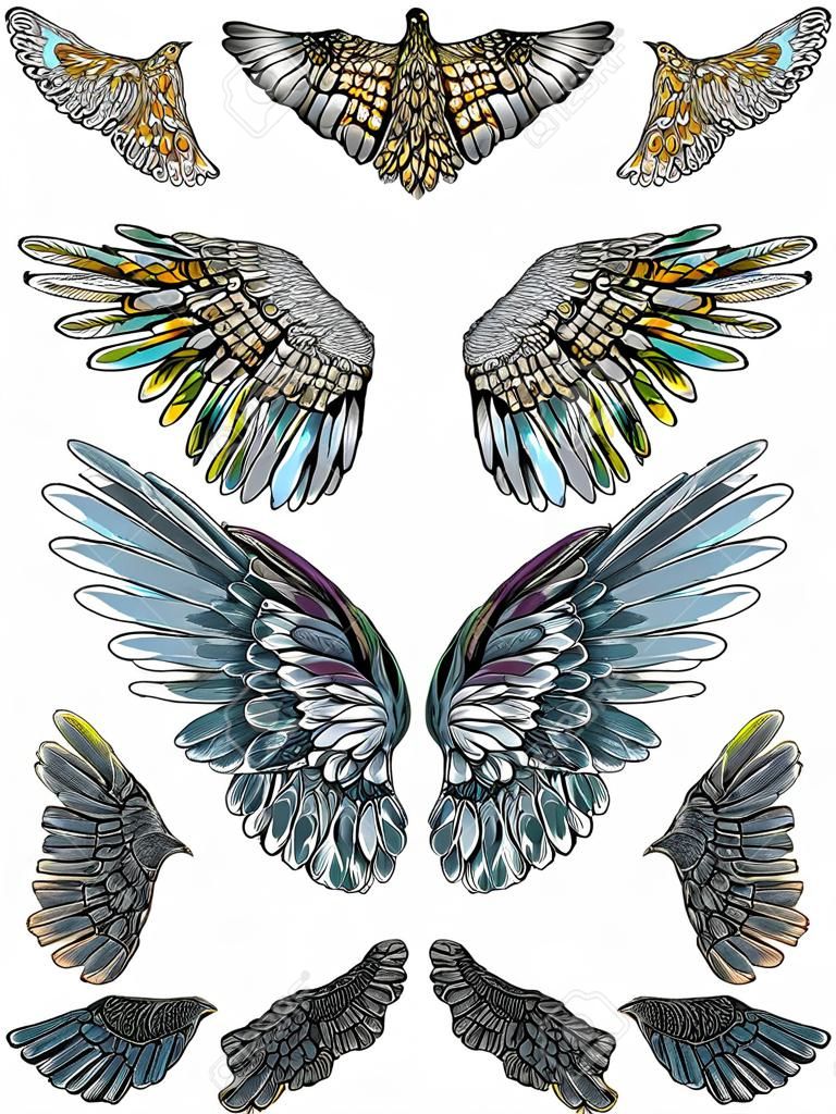 고립 된 열린 위치에서 다른 모양의 다채로운 새 날개의 집합입니다. 천사 날개를 가진 다채로운 삽화의 컬렉션입니다. 자유형 그리기. 손 그리기 문신 빈티지 바디 아트 개념 벡터입니다.