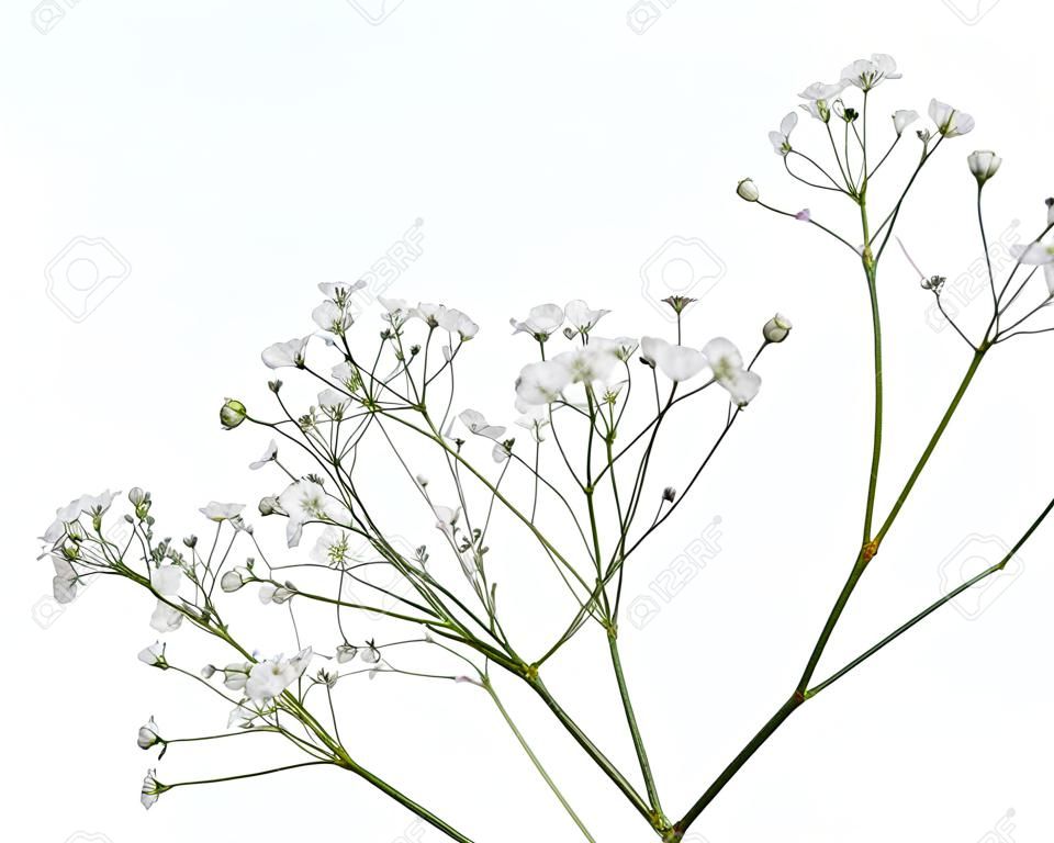 Nahaufnahme der kleinen weißen Gypsophila-Blumen, die auf Weiß isoliert werden