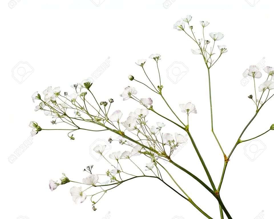 Zbliżenie małych białych kwiatów łyszczec na białym tle