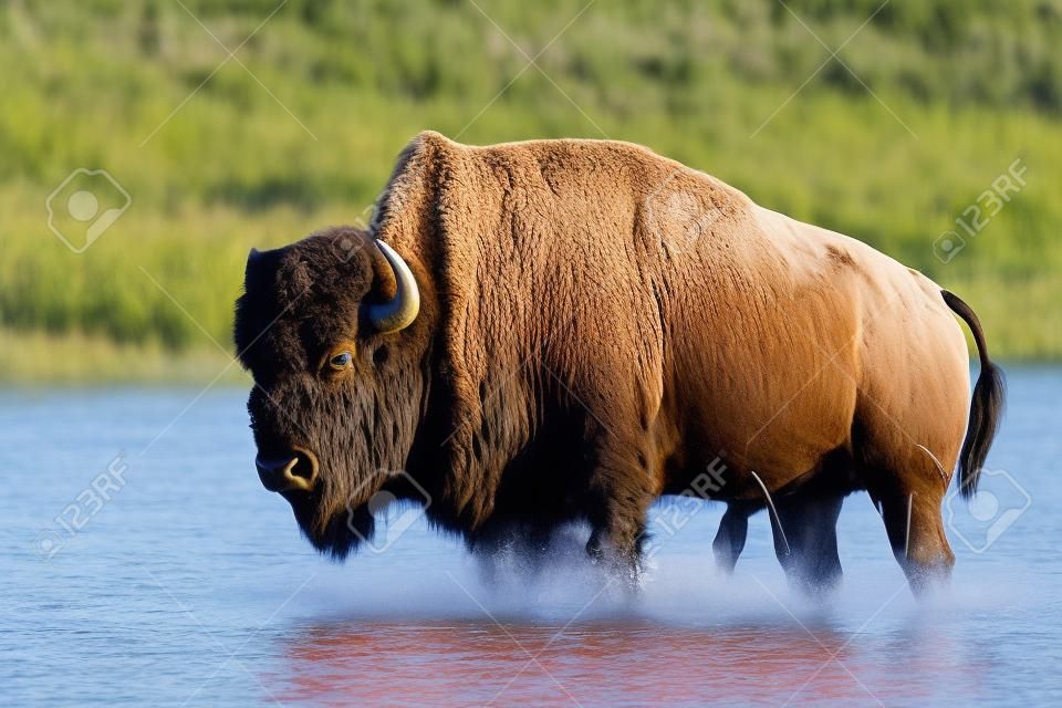 Ebenen Bisons (Bison Bison Bison) - Waterton-Lakes-Nationalpark, Alberta