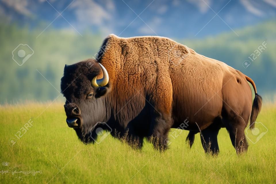 Plains Bison (Bison bison bison) - Waterton Lakes National Park, Alberta