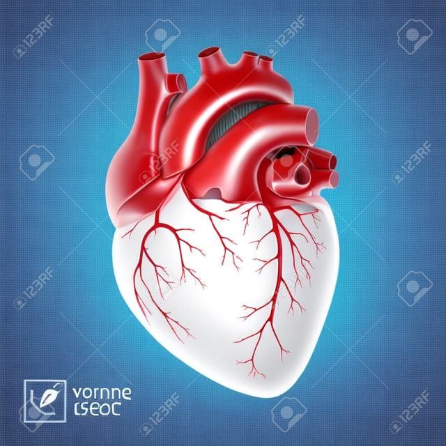 corazón humano aislado vector realista. Corazón anatómicamente correcto con sistema venoso