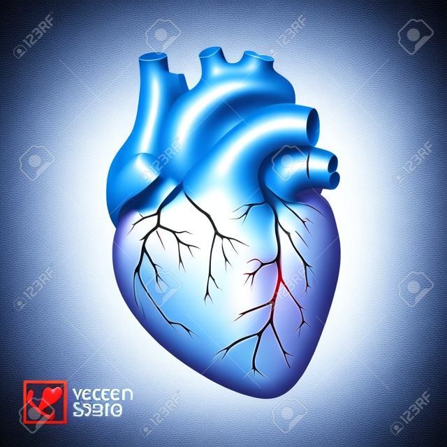 cuore umano isolato vettore realistico. Cuore anatomicamente corretto con sistema venoso