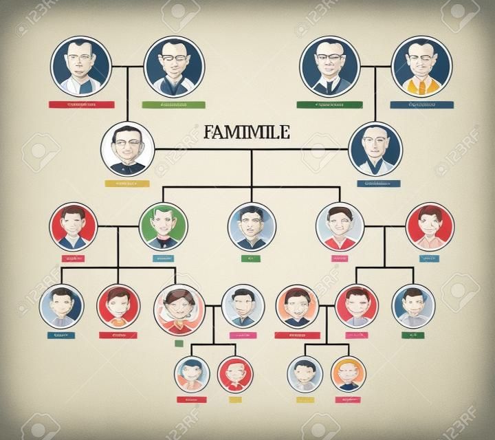 Árbol genealógico, árbol genealógico o plantilla de gráfico de ascendencia. Lindos retratos de hombres y mujeres en marcos circulares conectados por líneas. Vínculos entre familiares. Ilustración de vector colorido en estilo lineart.