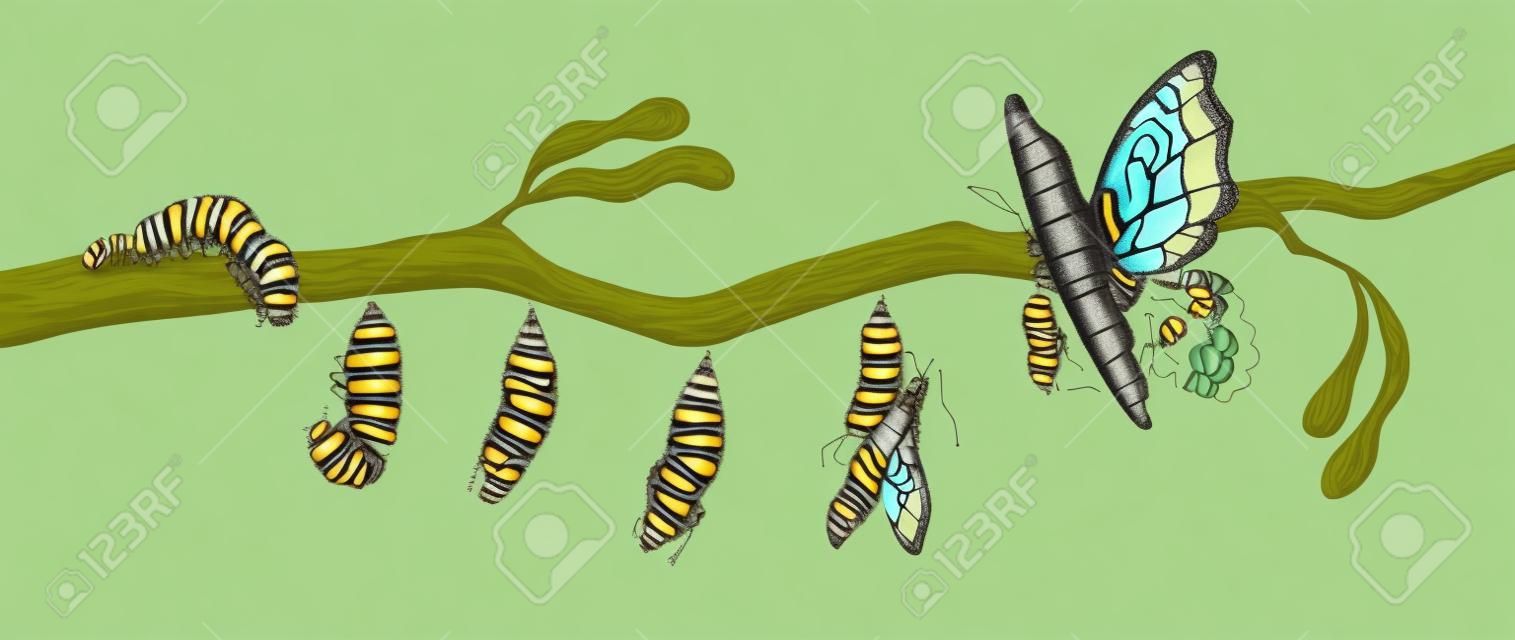 Fasi di sviluppo della farfalla - larva di bruco, pupa, imago. Ciclo di vita, metamorfosi o processo di trasformazione del bellissimo insetto alato volante sul ramo di un albero. Illustrazione del fumetto piatto.